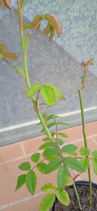Rosa Reine des Violettes h 30-35 cm vaso 14