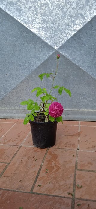 Rosa Reine des Violettes h 30-35 cm vaso 14