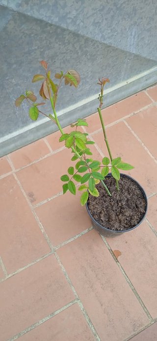 Rosa Reine des Violettes h 30-35 cm vaso 14