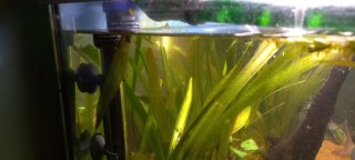 Acuario Eheim Vivaline 180 Completo