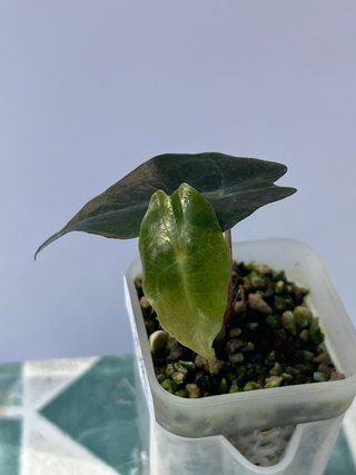 Alocasia Venom