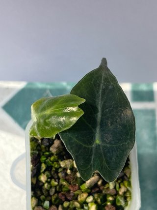 Alocasia Venom