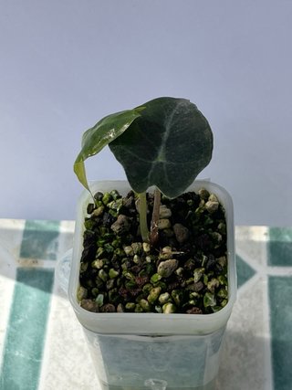 Alocasia Venom