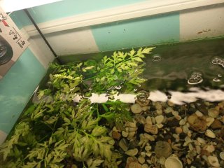 Plantas de acuario para José Manuel