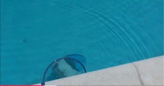 Robot Limpiafondos Dolphin Energy 200