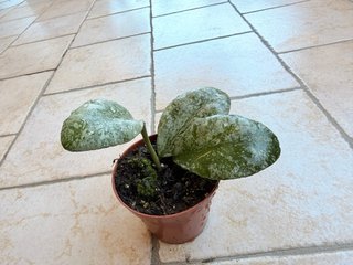 Hoya waymaniae ‘Kapuas’