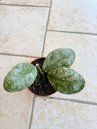 Hoya waymaniae ‘Kapuas’