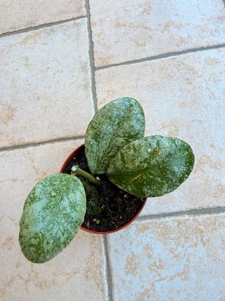 Hoya waymaniae ‘Kapuas’