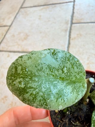 Hoya waymaniae ‘Kapuas’