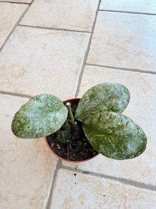 Hoya waymaniae ‘Kapuas’
