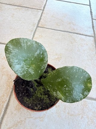 Hoya waymaniae ‘Kapuas’