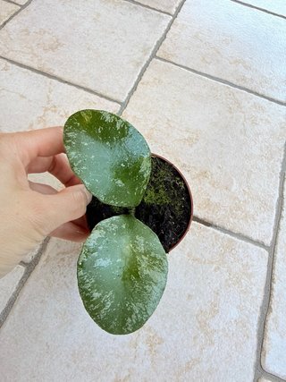 Hoya waymaniae ‘Kapuas’