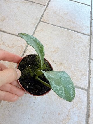 Hoya waymaniae ‘Kapuas’