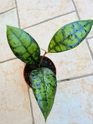 Hoya Callistophylla Black Cat