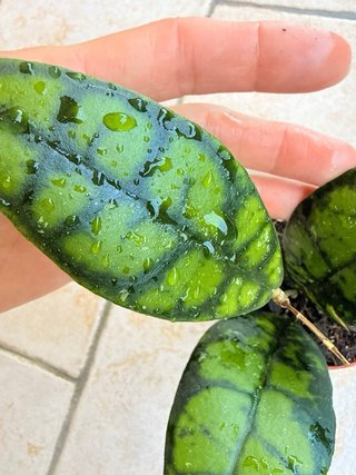 Hoya Callistophylla Black Cat