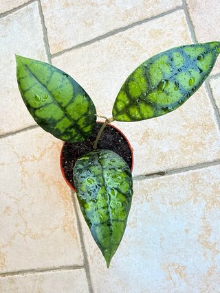 Hoya Callistophylla Black Cat