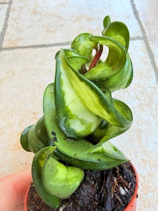 Hoya carnosa ‘Mauna Loa’