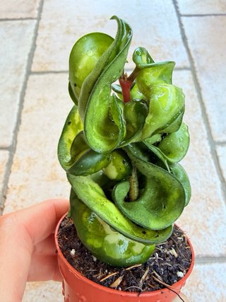 Hoya carnosa ‘Mauna Loa’