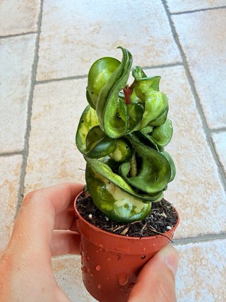 Hoya carnosa ‘Mauna Loa’
