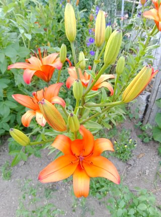 Azucena naranja