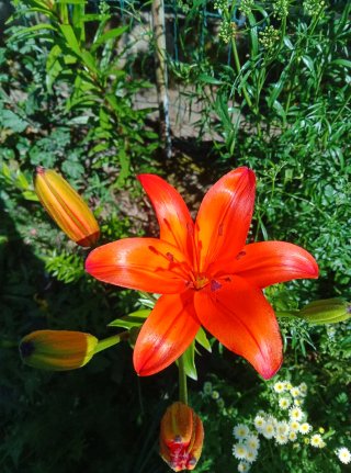 Azucena naranja