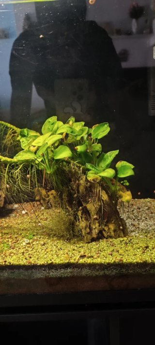 Acuario 160L Completo LEER BIEN