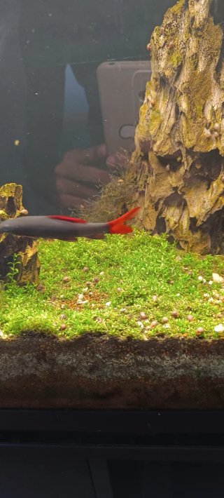 Acuario 160L Completo LEER BIEN