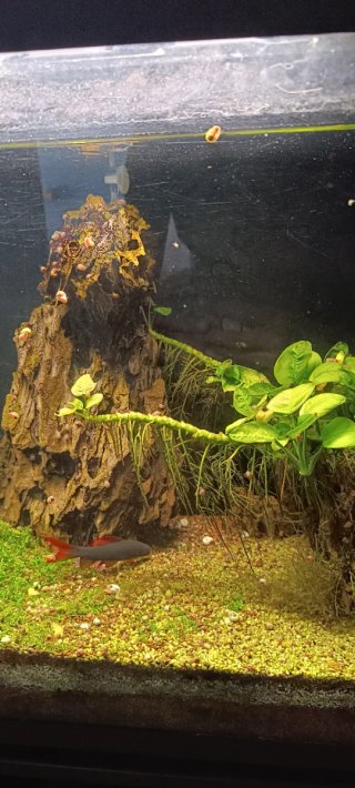 Acuario 160L Completo LEER BIEN