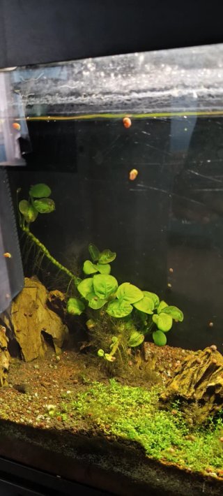 Acuario 160L Completo LEER BIEN