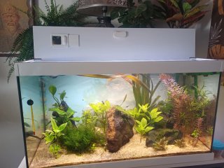 Acuario completo Como nuevo Pecera
