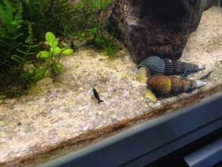 Acuario completo Como nuevo Pecera