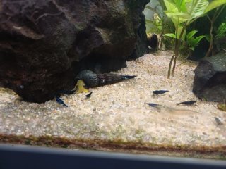 Acuario completo Como nuevo Pecera