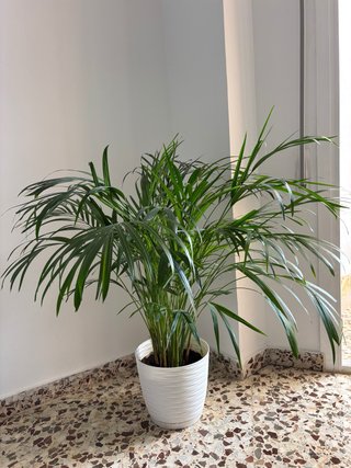 Planta de interior Areca