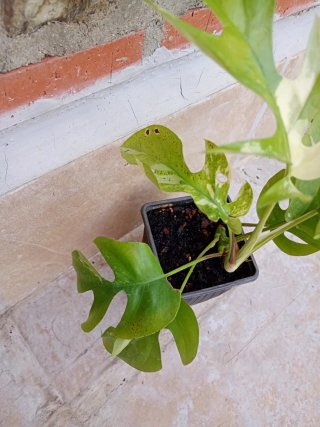 Monstera minima tetrasperma variegata