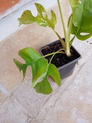 Monstera minima tetrasperma variegata
