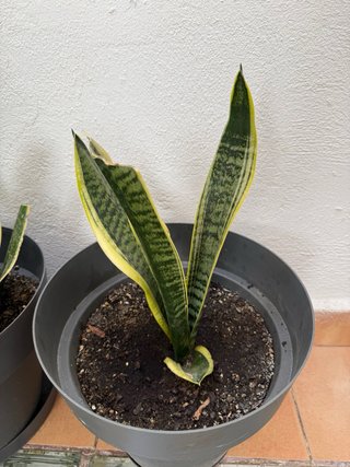 Planta Sansevieria Laurentii