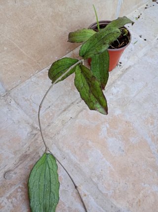 Hoya erytrina