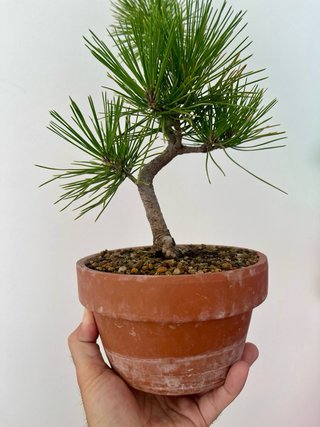 Bonsái Pino Negro