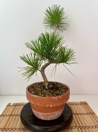Bonsái Pino Negro