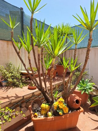 Plantas de exterior