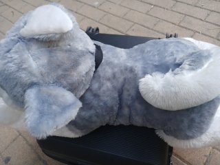 Peluche Perro Husky Grande