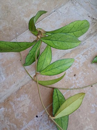 Hoya