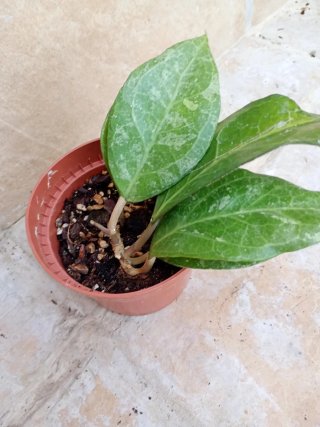 Hoya