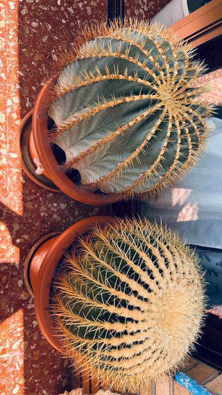 Cactus esférico grande en maceta