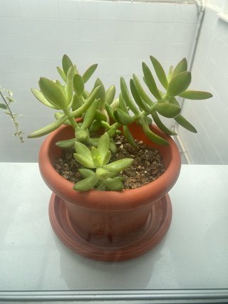 Planta suculenta en maceta