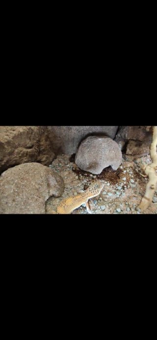 Cueva refugio artesanal  para reptiles talla P