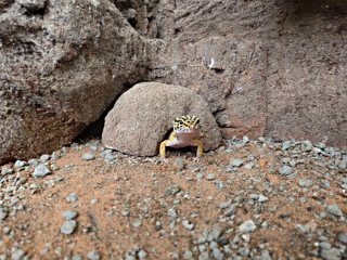Cueva refugio artesanal  para reptiles talla P
