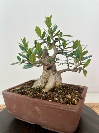 Bonsái Acebuche