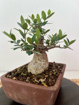Bonsái Acebuche