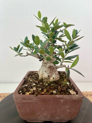 Bonsái Acebuche